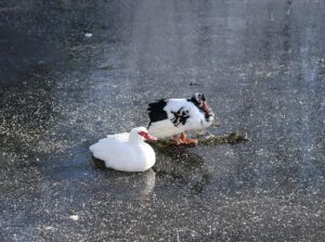 ミラドライでのワキガ治療は分割払いが可能なの？