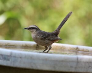 ワキガのミラドライ施術で敏感肌の肌荒れリスクはどれくらい？