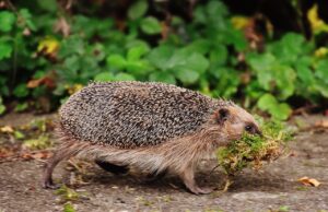 ワキガ治療におけるミラドライの症例写真が多い病院ランキングは？
